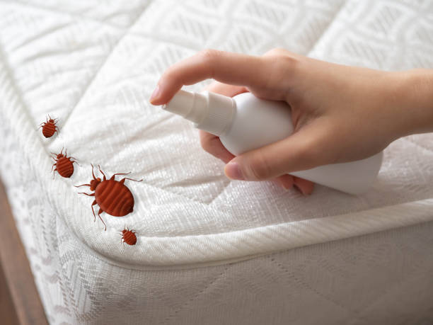 Best Flea Control Services  in Las Cruces, NM