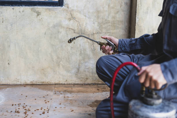Best Ant Control Services  in Las Cruces, NM